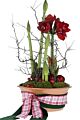 Amaryllis Planter