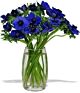 Anemone arrangement in Denver