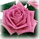 Rose Aqua