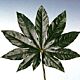 Aralia