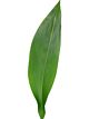 Aspidistra