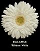 Denver Gerbera White