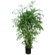 Bamboo Palm