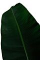Banana Leaf