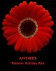 Denver Gerbera Red BC