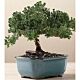 Bonsai
