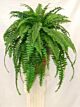 Boston Fern