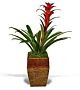Bromeliad