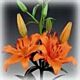 Lily Asistic Orange