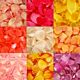 Bulk Rose Petals