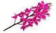 Orchid Mokara Hot Pink Calypso