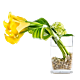 Yellow Calla fantasy