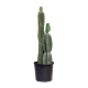 Cereus Peruvianus Cactus 5280Flowers