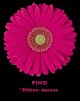 Gerbera Dark Pink