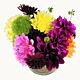 Locally grown Colorado dahlia arrangement for Denver delivery