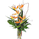 Dracaena Massangeana