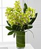 Zen Orchids