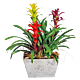 Denver Delivery Bromeliad Planter