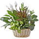 Denver Dish Garden Delivery