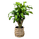 Dracaena Stump Denver