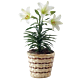 Denver Easter Lily Delivery