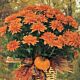 Fall decorated mumplant