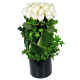 Denver 2 Dozen linear rose arrangement