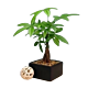 Denver Money Tree