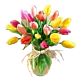 Denver Tulip delivery