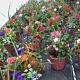 Patio Pots outdoor plants
