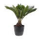 Denver Large Sago Palm 