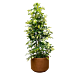 Denver Variegated Schefflera 