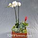 Orchid and Bromeliad Denver Delivery