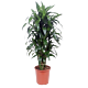 Dracaena Janet Craig