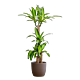 Dracaena Massangeana
