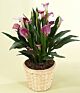 Mini Calla Planter in basket .