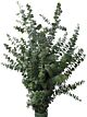 Baby Blue Eucalyptus price per Grower bunch