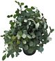 Silver Dollar Eucalyptus