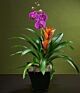 Bromeliad and Orchid