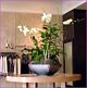 Dendrobium planter