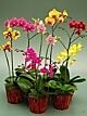 Mini Phalaenopsis novelty