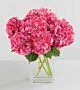 Hydrangea Pink