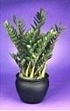 Zimzam plant Zamioculas