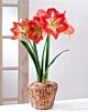 Amaryllis in Pot