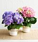 Hydrangea Plant