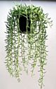 Fish hook plant