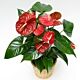 Anthurium Plant