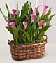 Mini Calla Planter