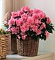 Azalea Plant 6 inch