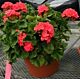 Geranium Planter